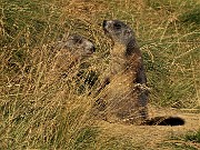 68 Marmotte ci osservano stavolta 'in sentinella'